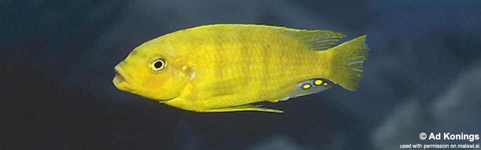 Petrotilapia flaviventris 'Lumbaulo'