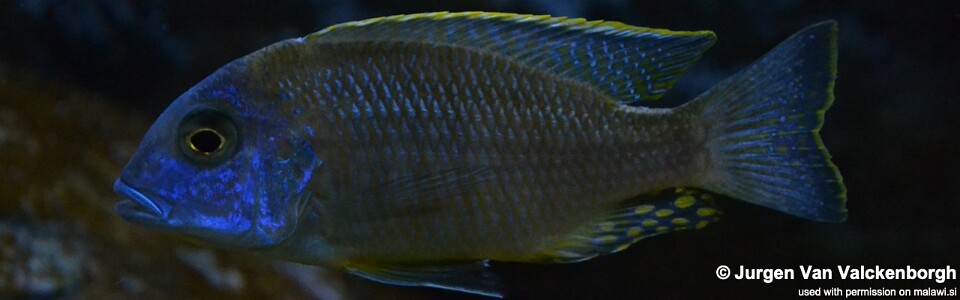 Tramitichromis sp. 'orange top' Lumbira