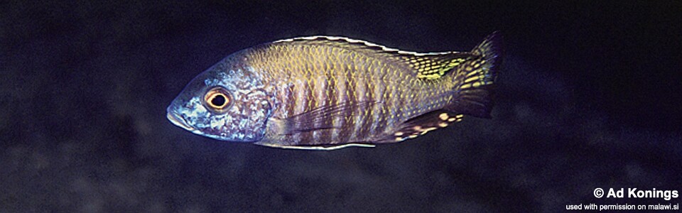 Aulonocara gertrudae 'Lumessi'