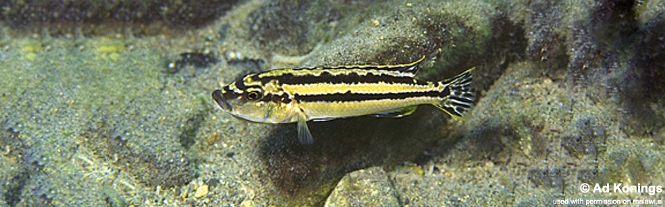 Melanochromis simulans 'Lumessi'