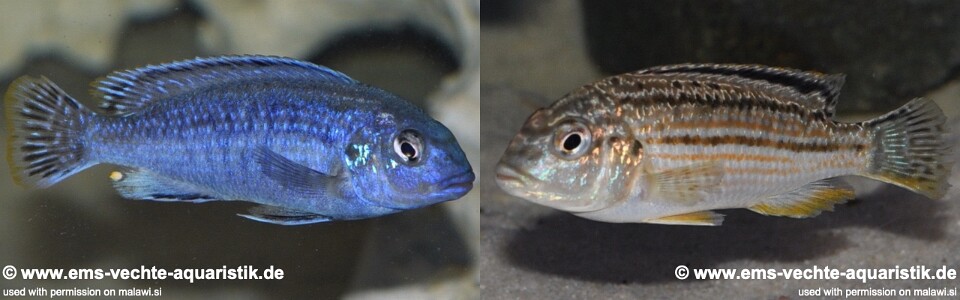 Melanochromis wochepa 'Lumessi'