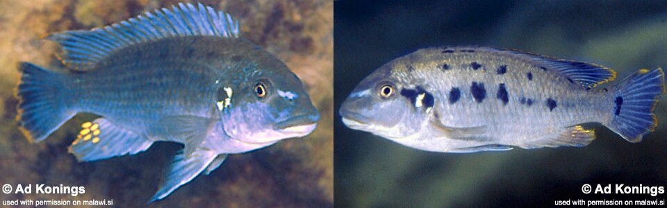 Pseudotropheus sp. 'williamsi makanjila' Lumessi