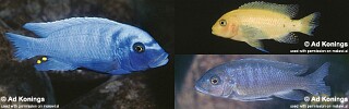 Maylandia sp. 'estherae blueface' Lumessi.jpg