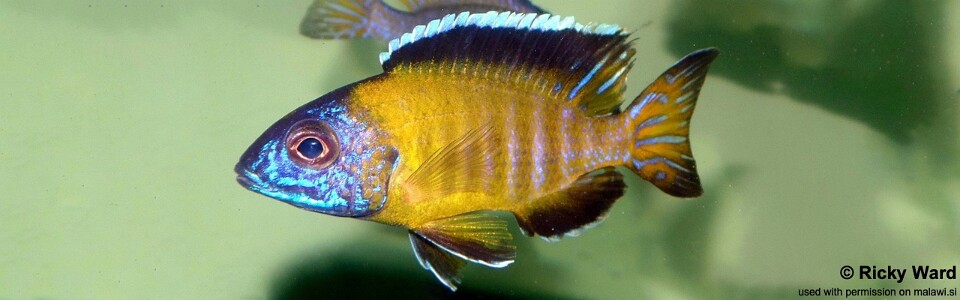 Aulonocara stuartgranti 'Lundo'