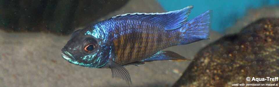 Copadichromis verduyni 'Lundo Island'