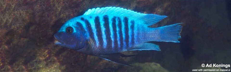 Maylandia midomo 'Lundo Island'<br><font color=gray>Metriaclima midomo 'Lundo Island'</font> 