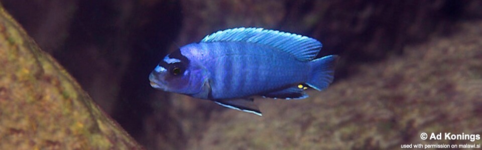 Pseudotropheus sp. 'perspicax tanzania' Lundo Island