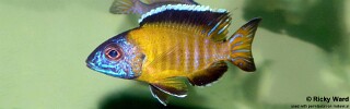 Aulonocara stuartgranti 'Lundo'.jpg