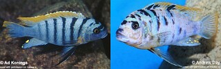 Maylandia fainzilberi 'Lundo Island'.jpg