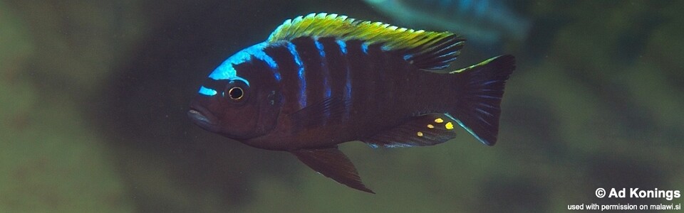 Cynotilapia aurifrons 'Lundu'