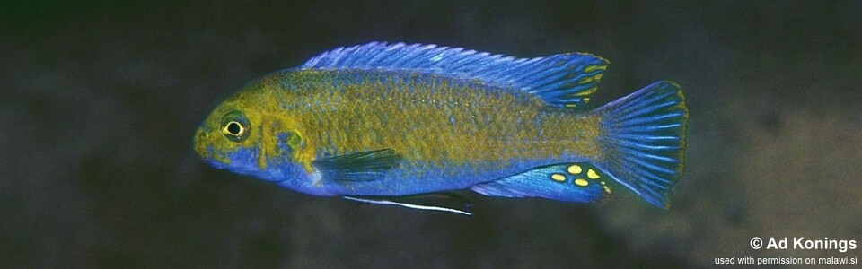 Labeotropheus trewavasae 'Lundu'