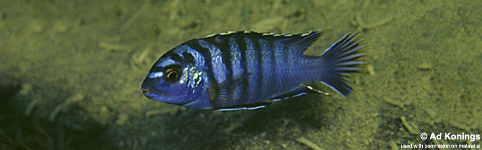 Labidochromis sp. 'lundu blue' Lundu