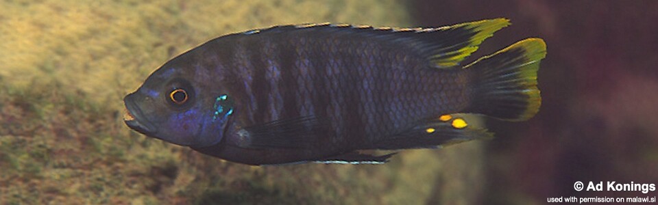 Petrotilapia sp. 'nigra tanzania' Lundu