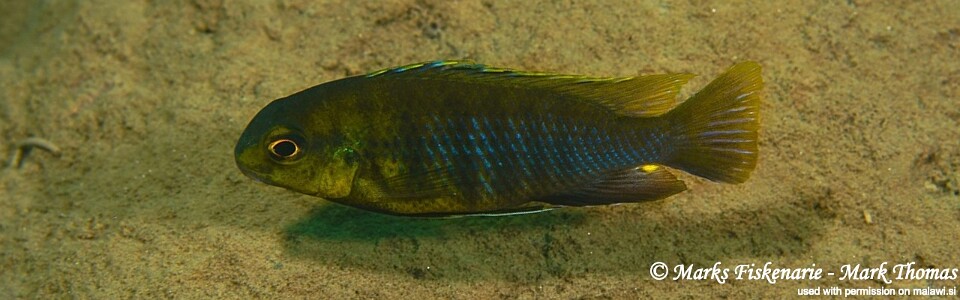 Tropheops sp. 'red cheek north' Lundu