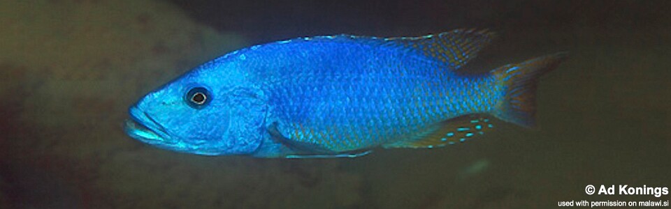 Tyrannochromis nigriventer 'Lundu'