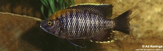 Copadichromis sp. 'flavimanus lundu' Lundu.jpg