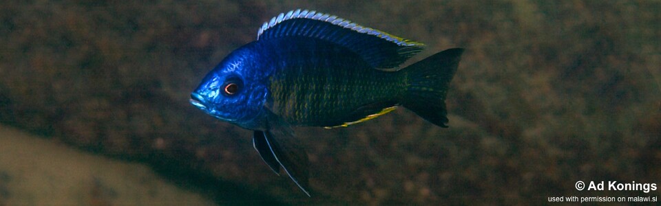 Copadichromis sp. 'lupingu blue' Lupingu