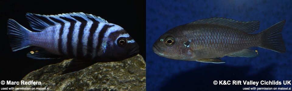 Cynotilapia zebroides 'Lupingu'