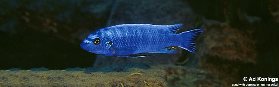 Labeotropheus trewavasae 'Lupingu'