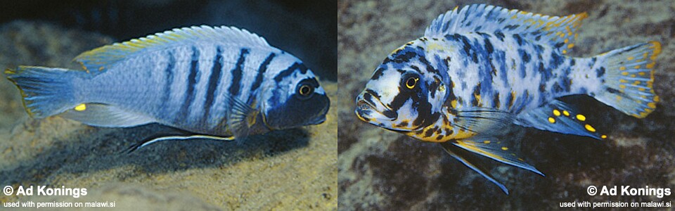 Maylandia fainzilberi 'Lupingu'<br><font color=gray>Metriaclima fainzilberi 'Lupingu'</font> 