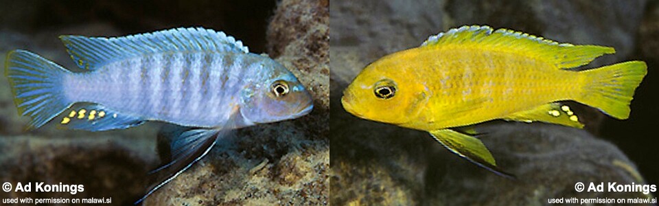 Maylandia sp. 'kingsizei lupingu' Lupingu<br><font color=gray>Metriaclima sp. 'kingsizei lupingu' Lupingu</font>