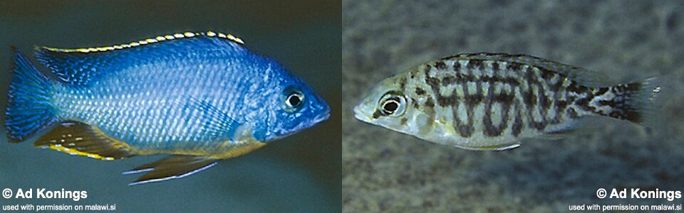 Protomelas taeniolatus 'Lupingu'