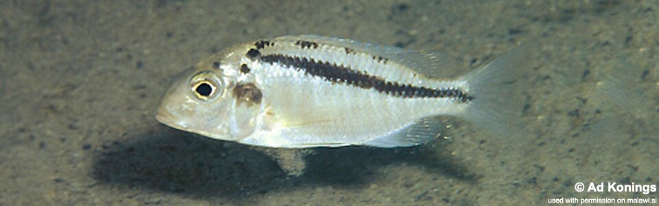 Tramitichromis brevis 'Lupingu'