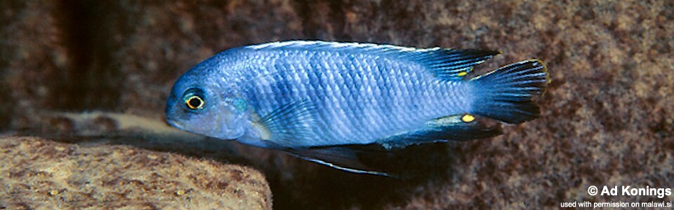 Tropheops sp. 'mauve yellow' Lupingu