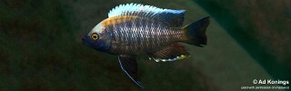 Copadichromis sp. 'yellow black lupingu' Lupingu.jpg