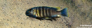 Gephyrochromis sp. 'sand black-fin' Lupingu.jpg