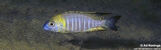 Lethrinops sp. 'nyassae' Lupingu.jpg