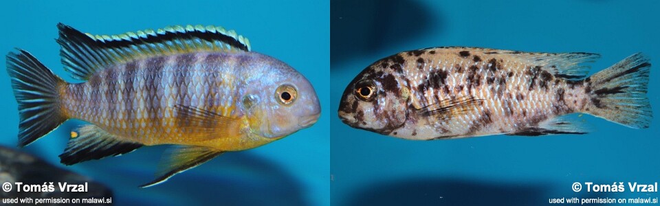 Tropheops gracilior 'Lutara Reef' (Cove Mountain)