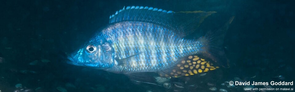 Aulonocara rostratum 'Luwala Reef'