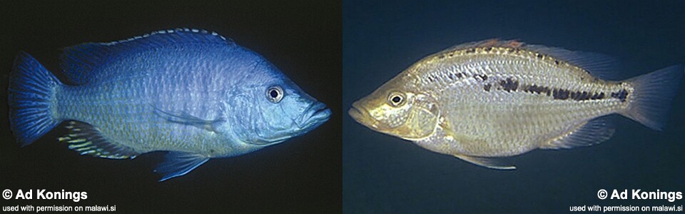 Caprichromis liemi 'Luwala Reef'