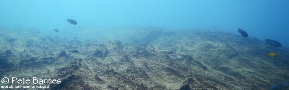 Luwala Reef, Lake Malawi, Malawi