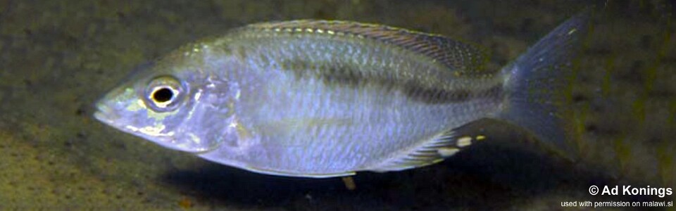 Mylochromis sp. 'liemi small-mouth' Luwala Reef