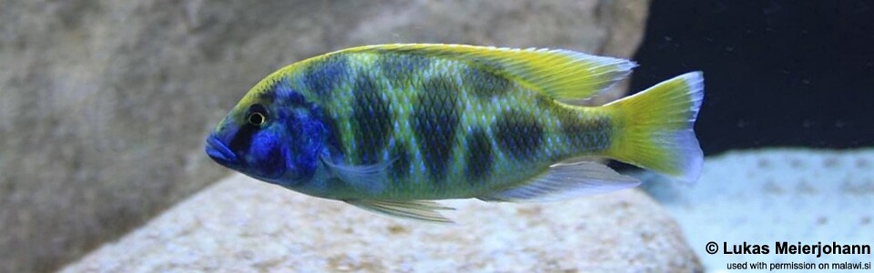Nimbochromis venustus 'Luwala Reef'