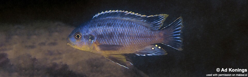 Petrotilapia genalutea 'Luwala Reef'