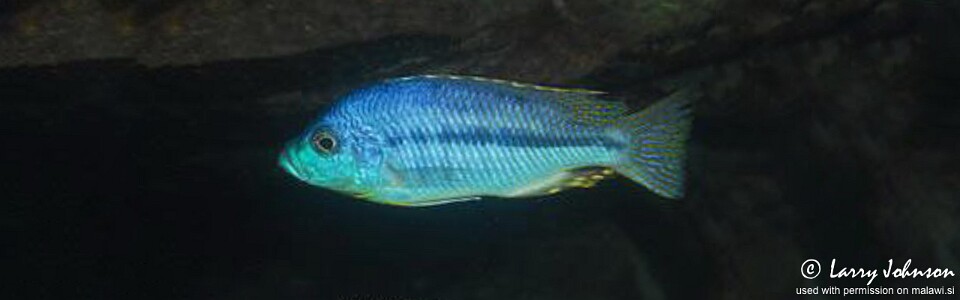 Protomelas spilopterus 'Luwala Reef'