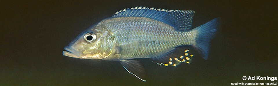 Stigmatochromis woodi 'Luwala Reef'