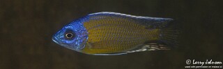 Copadichromis borleyi 'Luwala Reef'.jpg