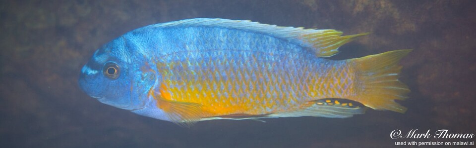 Labeotropheus fuelleborni 'Luwino Reef'