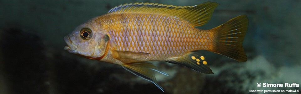 Petrotilapia microgalana 'Luwino Reef'