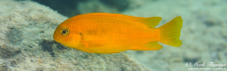 Tropheops sp. 'chilumba' Luwino Reef