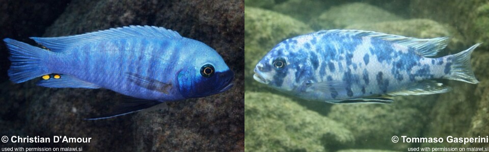 Maylandia zebra 'Machili Island'<br><font color=gray>Metriaclima zebra 'Machili Island'</font>