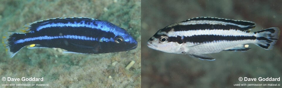 Melanochromis loriae 'Machili Island'