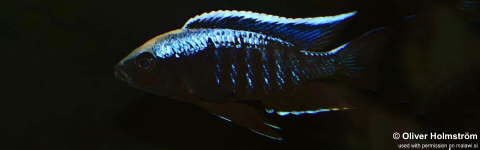 Copadichromis trewavasae 'Madimba Bay’