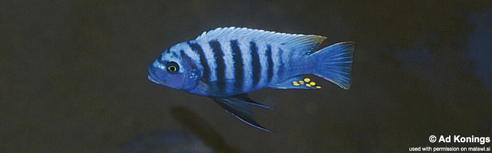 Maylandia fainzilberi 'Magunga'<br><font color=gray>Metriaclima fainzilberi 'Magunga'</font> 