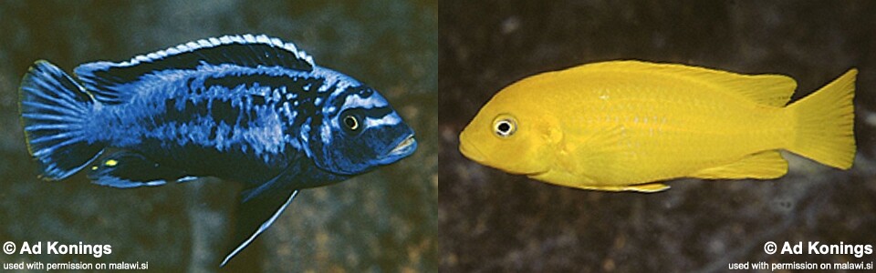 Maylandia sp. 'msobo' Magunga<br><font color=gray>Metriaclima  sp. 'msobo' Magunga</font> 