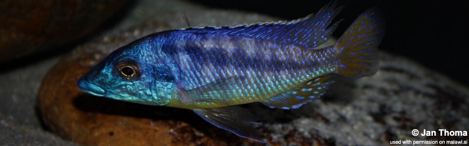 Mylochromis sp. 'mchuse' Magunga